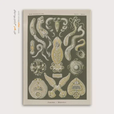 تابلو جانوران دریایی - اسپو دکور