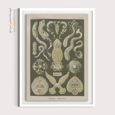 تابلو جانوران دریایی - اسپو دکور