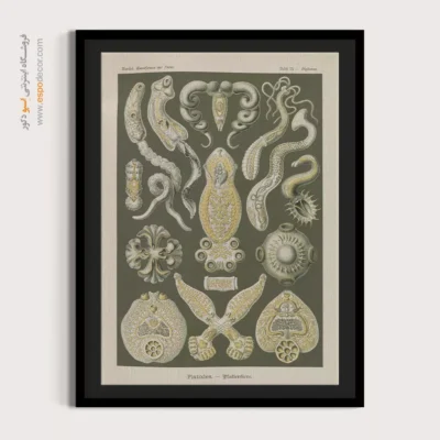 تابلو جانوران دریایی - اسپو دکور