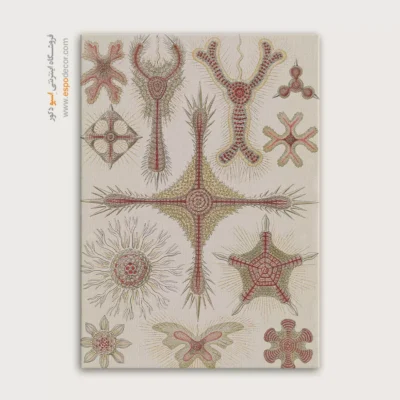 تابلو جانوران دریایی - اسپو دکور