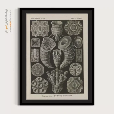 تابلو جانوران دریایی - اسپو دکور