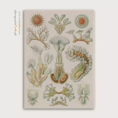 تابلو جانوران دریایی - اسپو دکور