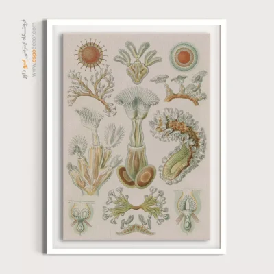 تابلو جانوران دریایی - اسپو دکور