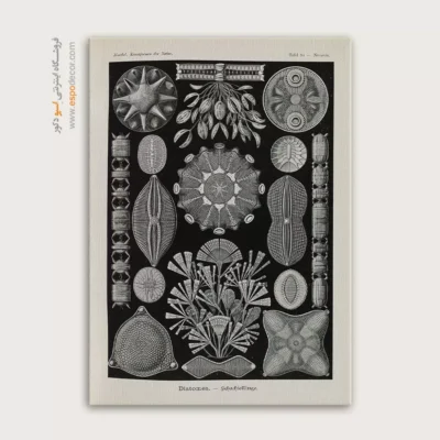 تابلو جانوران دریایی - اسپو دکور