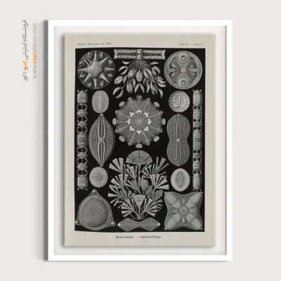 تابلو جانوران دریایی - اسپو دکور