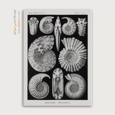 تابلو جانوران دریایی - اسپو دکور