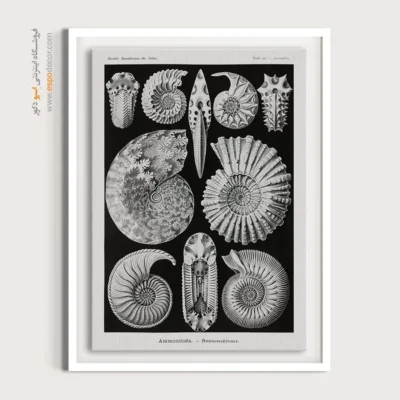 تابلو جانوران دریایی - اسپو دکور