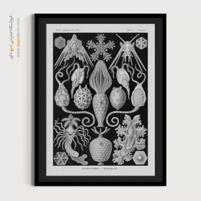 تابلو جانوران دریایی - اسپو دکور