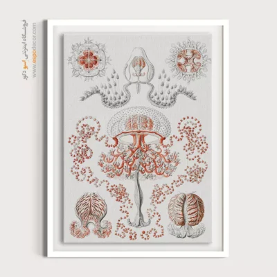 تابلو جانوران دریایی - اسپو دکور