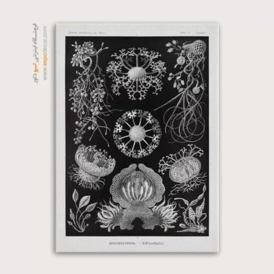 تابلو جانوران دریایی - اسپو دکور