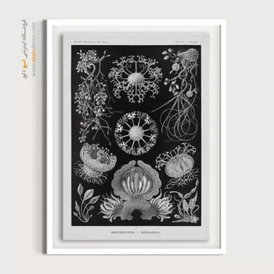 تابلو جانوران دریایی - اسپو دکور