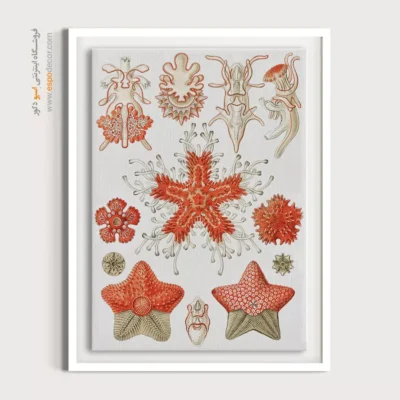 تابلو جانوران دریایی - اسپو دکور