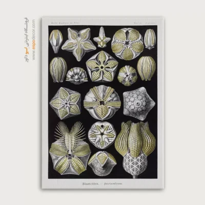 تابلو جانوران دریایی - اسپو دکور