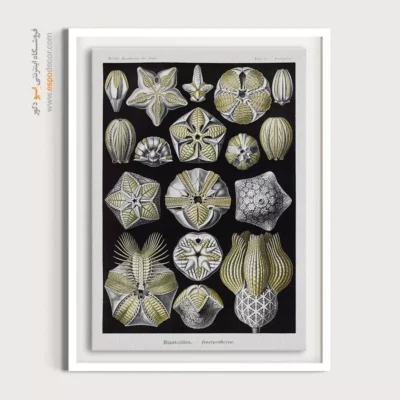 تابلو جانوران دریایی - اسپو دکور