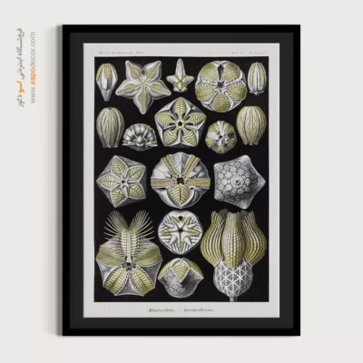 تابلو جانوران دریایی - اسپو دکور