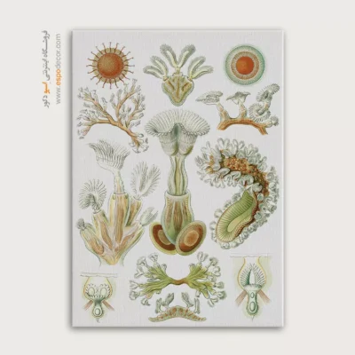 تابلو جانوران دریایی - اسپو دکور