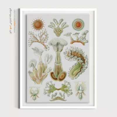 تابلو جانوران دریایی - اسپو دکور