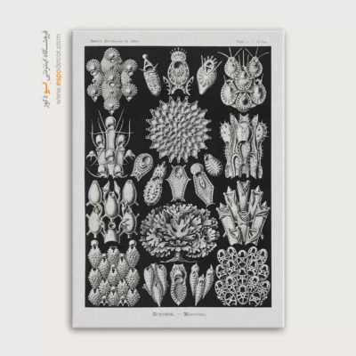 تابلو جانوران دریایی - اسپو دکور