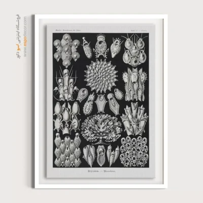 تابلو جانوران دریایی - اسپو دکور