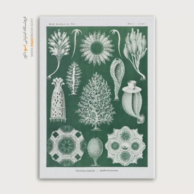 تابلو جانوران دریایی - اسپو دکور