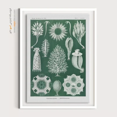 تابلو جانوران دریایی - اسپو دکور