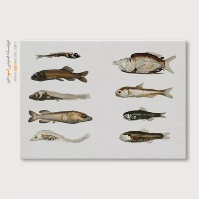 تابلو جانوران دریایی - اسپو دکور