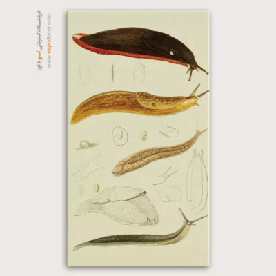 تابلو جانوران دریایی - اسپو دکور