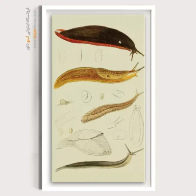 تابلو جانوران دریایی - اسپو دکور