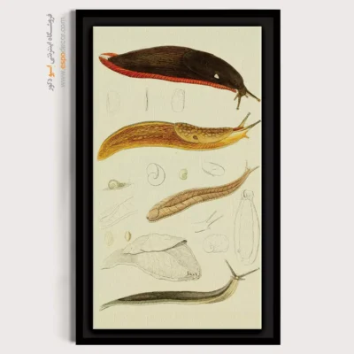 تابلو جانوران دریایی - اسپو دکور