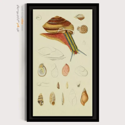 تابلو جانوران دریایی - اسپو دکور