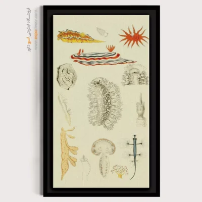 تابلو جانوران دریایی - اسپو دکور