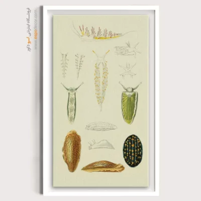 تابلو جانوران دریایی - اسپو دکور