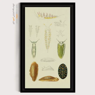 تابلو جانوران دریایی - اسپو دکور