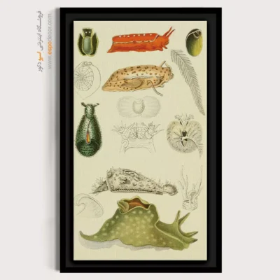 تابلو جانوران دریایی - اسپو دکور