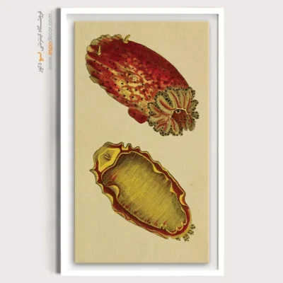 تابلو جانوران دریایی - اسپو دکور