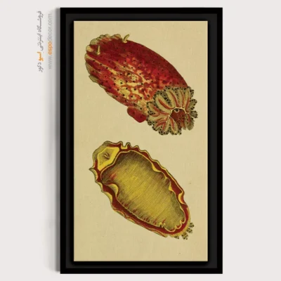 تابلو جانوران دریایی - اسپو دکور