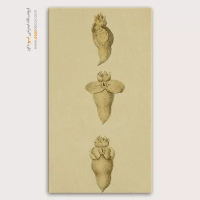 تابلو جانوران دریایی - اسپو دکور