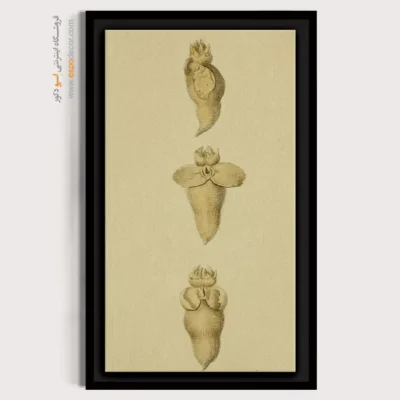 تابلو جانوران دریایی - اسپو دکور