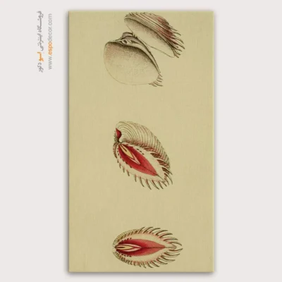 تابلو جانوران دریایی - اسپو دکور