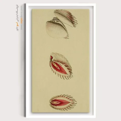 تابلو جانوران دریایی - اسپو دکور