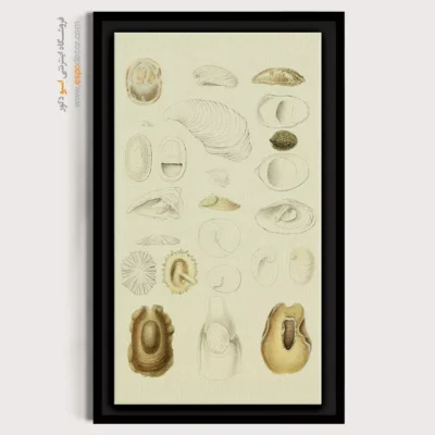 تابلو جانوران دریایی - اسپو دکور