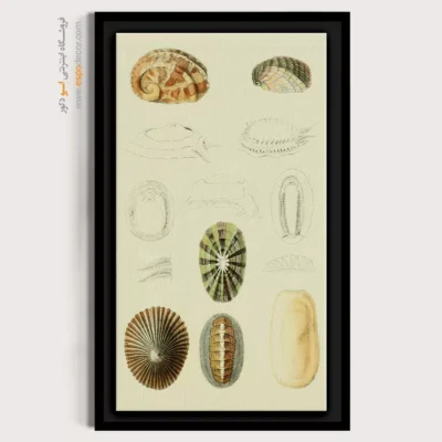 تابلو جانوران دریایی - اسپو دکور