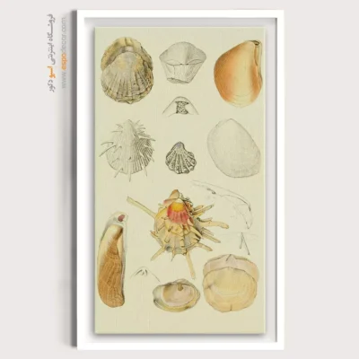 تابلو جانوران دریایی - اسپو دکور