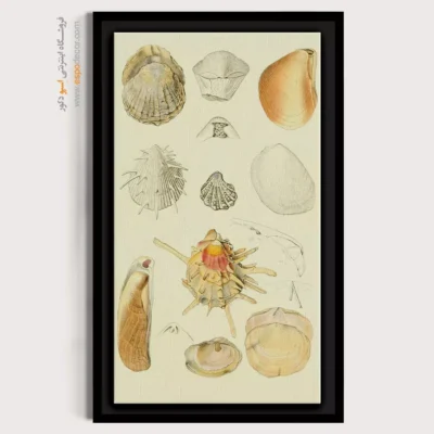 تابلو جانوران دریایی - اسپو دکور