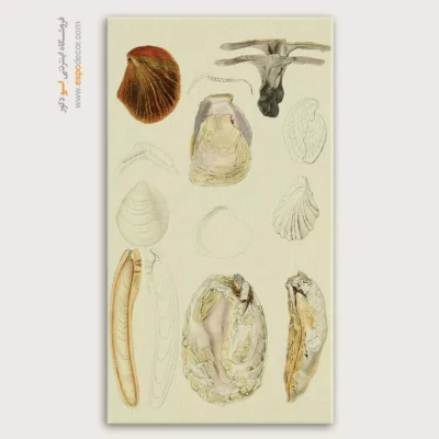 تابلو جانوران دریایی - اسپو دکور