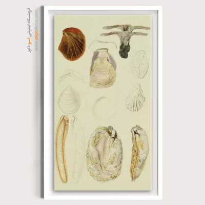 تابلو جانوران دریایی - اسپو دکور