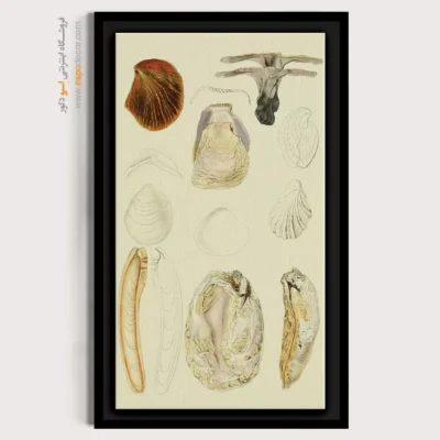 تابلو جانوران دریایی - اسپو دکور