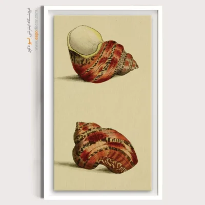 تابلو جانوران دریایی - اسپو دکور