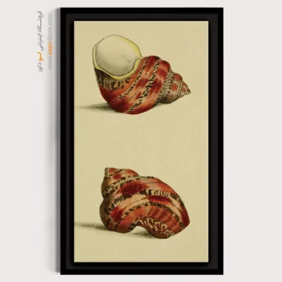 تابلو جانوران دریایی - اسپو دکور