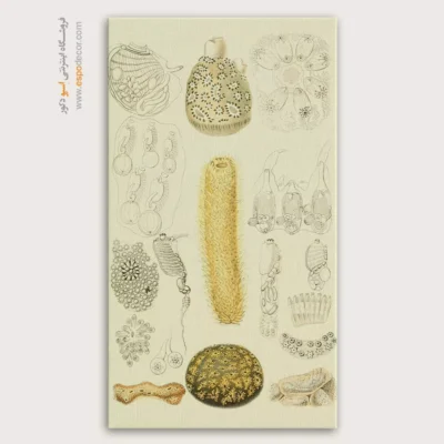 تابلو جانوران دریایی - اسپو دکور